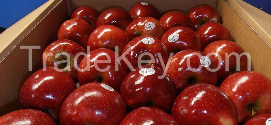 Top quality fresh red delicious apples for sale
