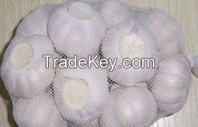 Quality Fresh Garlic for sale