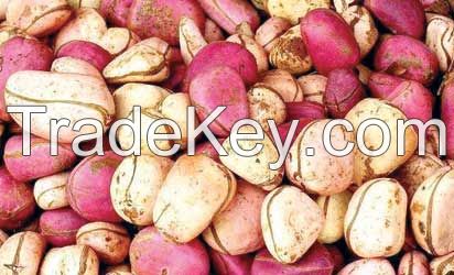 Fresh Kola Nuts