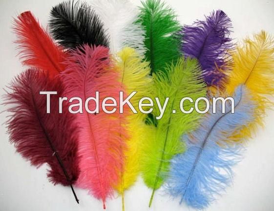 Ostrich Feathers