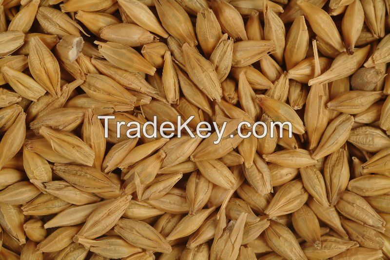 Barley Malt