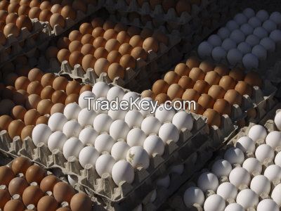 Brown and White Chiken Eggs