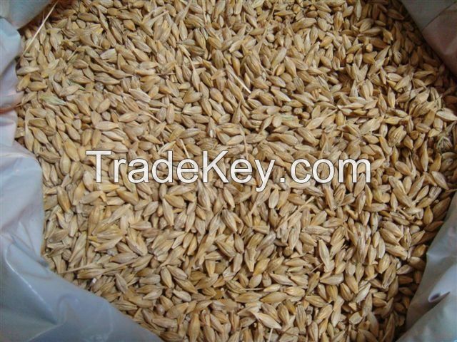 Feed Barley