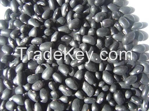 Dried Black Kidney Beans , New Crop Dried Black Kidney Beans