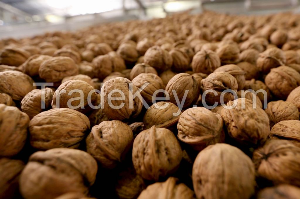 Grade A Walnut Kernels, Walnut Without Shell with High Protein18mm-24mm