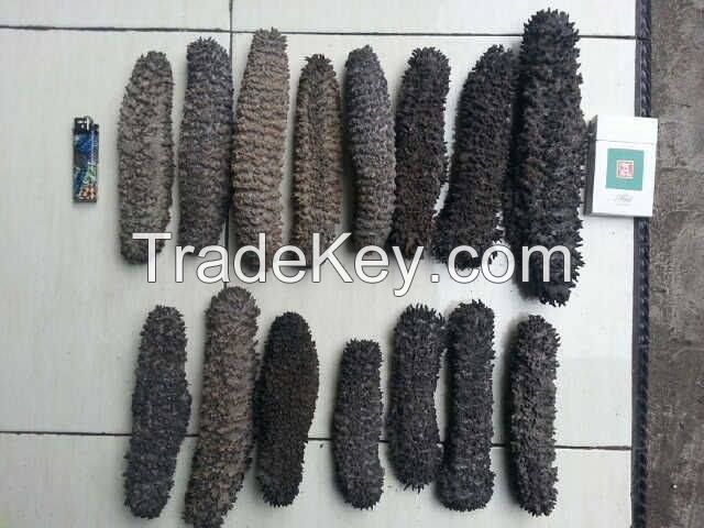 DRIED SEA CUCUMBER AND SEA HORSE