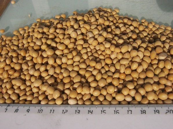 Sell Raw Soybeans (Dry), Organic Non Gmo , Frozen Green Soybean kernel