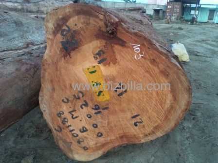 Sell Wenge / sapelli / bubinga / tali / iroko / doussie / mahogany / teak / bilinga / timber logs and lumbers..