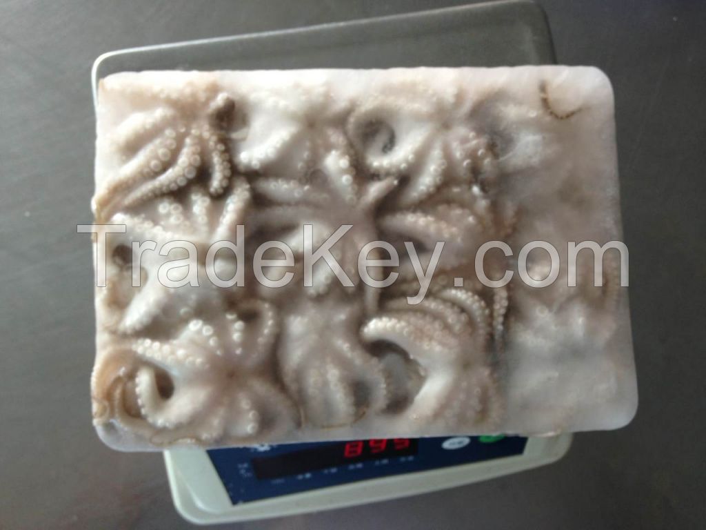 frozen octopous from China