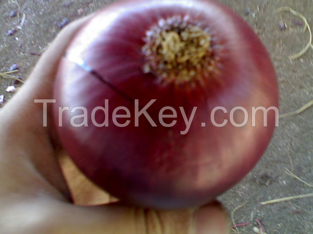 Red Onion