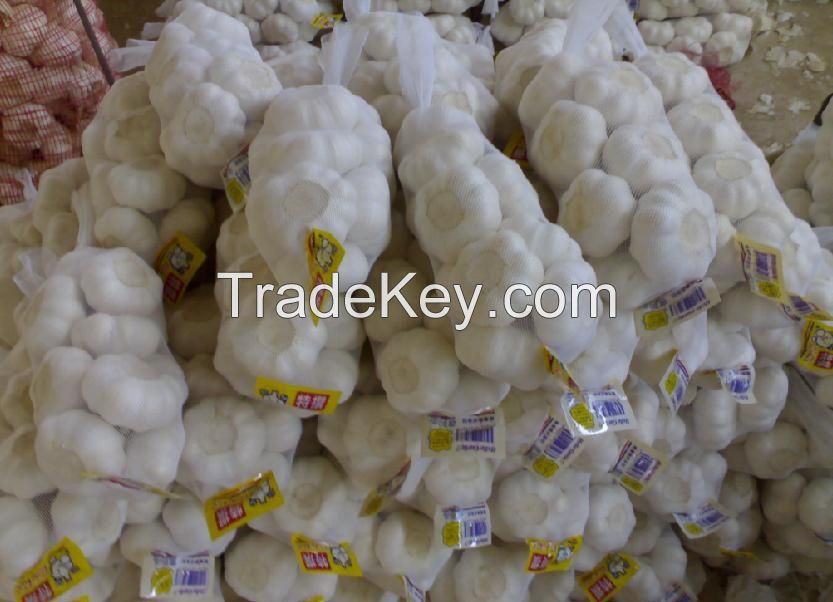 White Garlic/ IQF Frozen garlic, Purple garlic, dehydrated garlic flakes wholesale