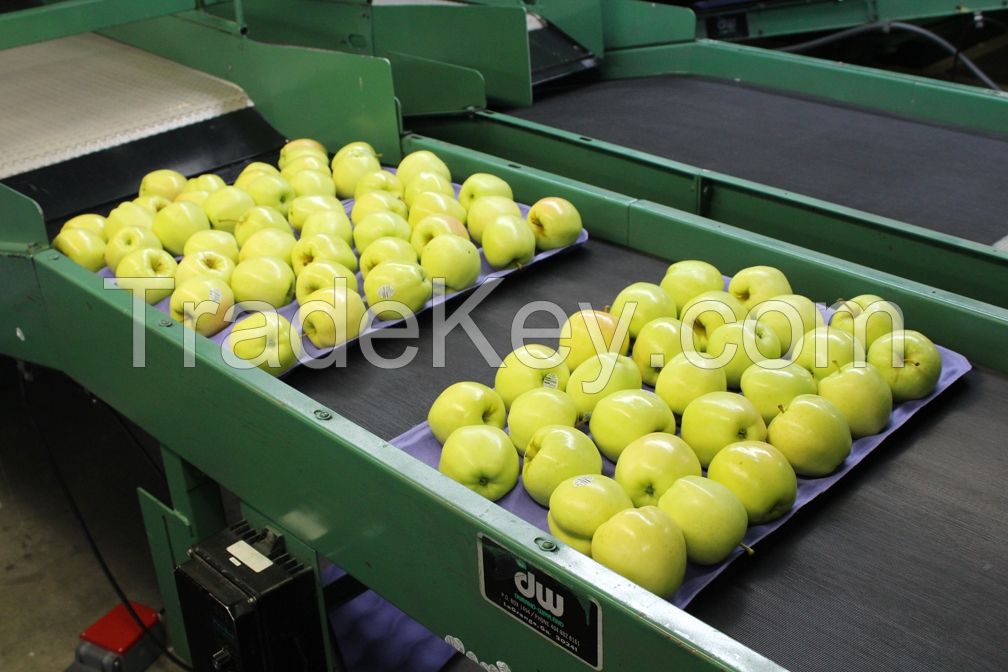 Sell South Africa 18.5 kg Apples , Gala Apple / Green Golden delicious Apple / Fuji Apple / Red Apple / Granny Smith Apple