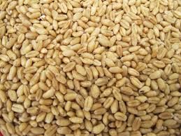 Selling WHEAT Grain