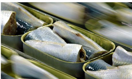 Canned Sardine Fish in Brine