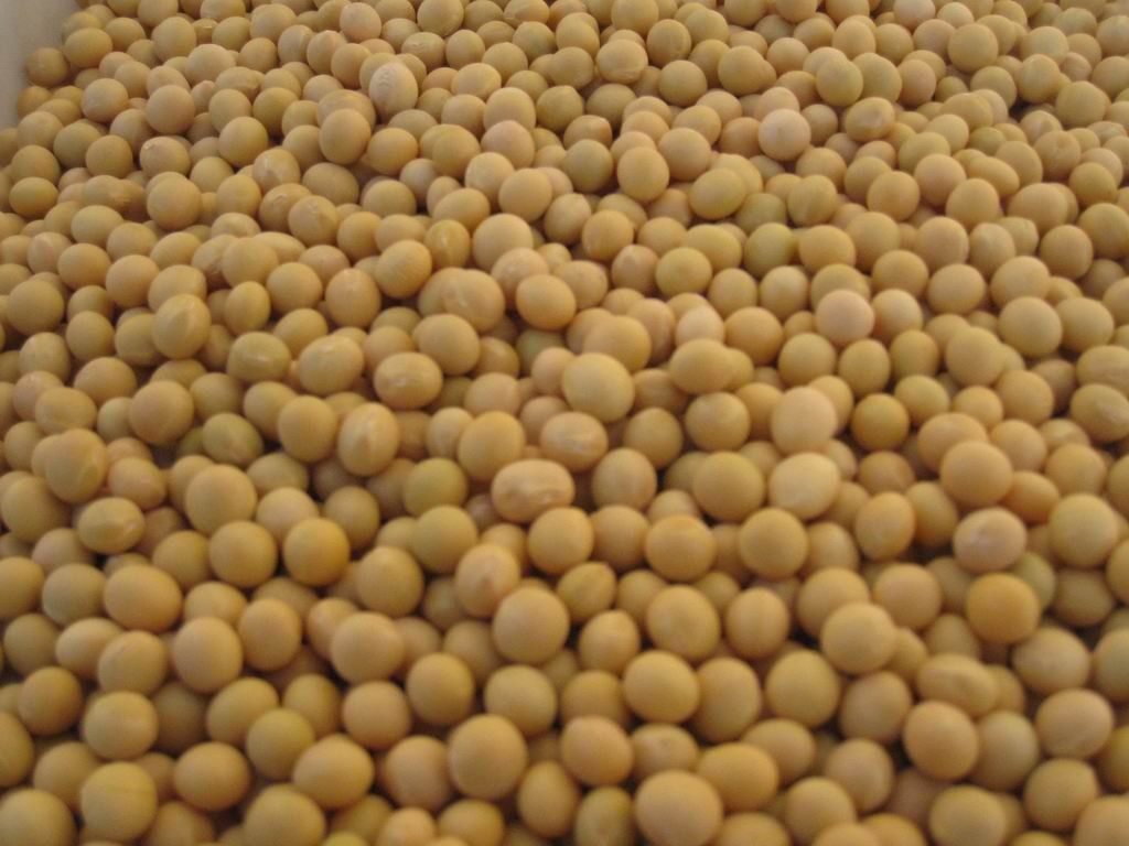 DRIED YELLOW SOYBEANS