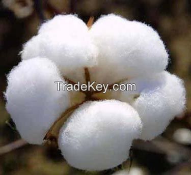 High Yield Cotton seeds for Sowing