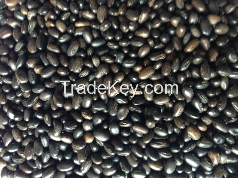 Cover Crop Seeds (Mucuna Bracteata Seed )