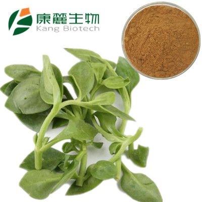 Andrographis Paniculata Extract Powder