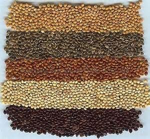 We Offer Red Millet, Yellow Millet, White Millet and Green Millet Seeds.