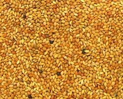 Yellow Manna Seeds For Bird Feeding