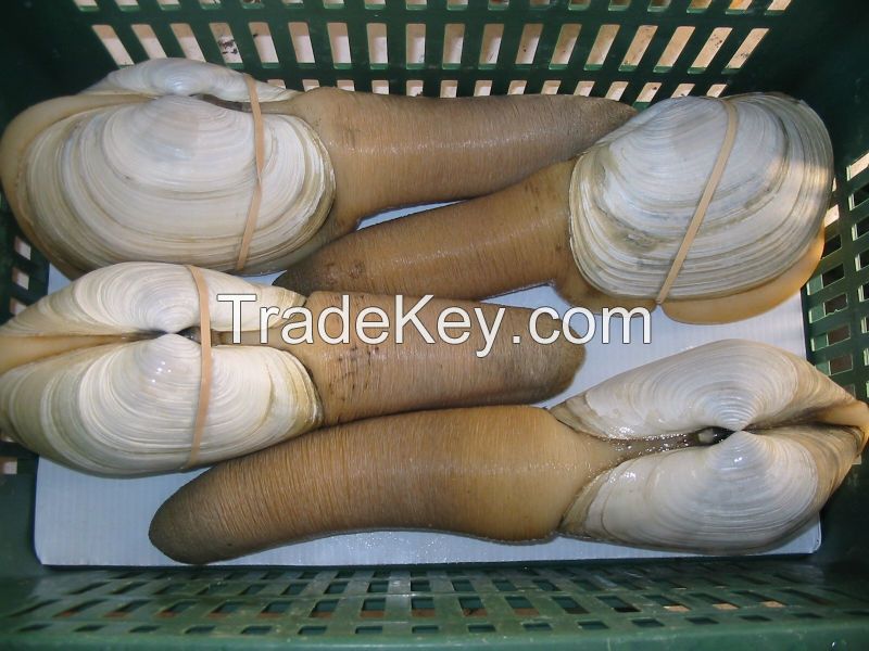 Live Geoduck Clams ( Canadian Origin)