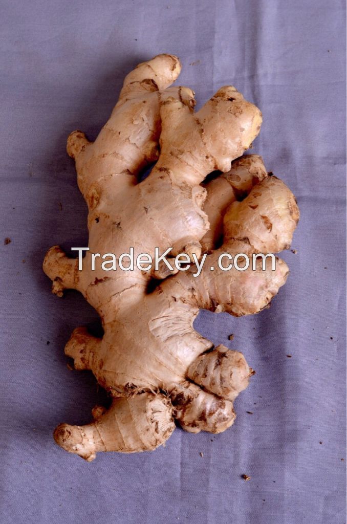 Fresh Ginger