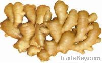 Sell Fresh Ginger And Fresh Air Dried Ginger