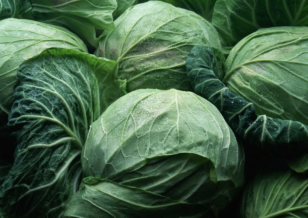 High Quality Fresh Cabbage