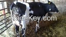 Pregnant Holstein Heifers For Sale