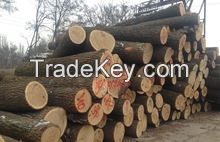 WHITE AND RED OAK LOGS FOR SALE - WE OFFER GOOD GRADES AND GOOD PRICES