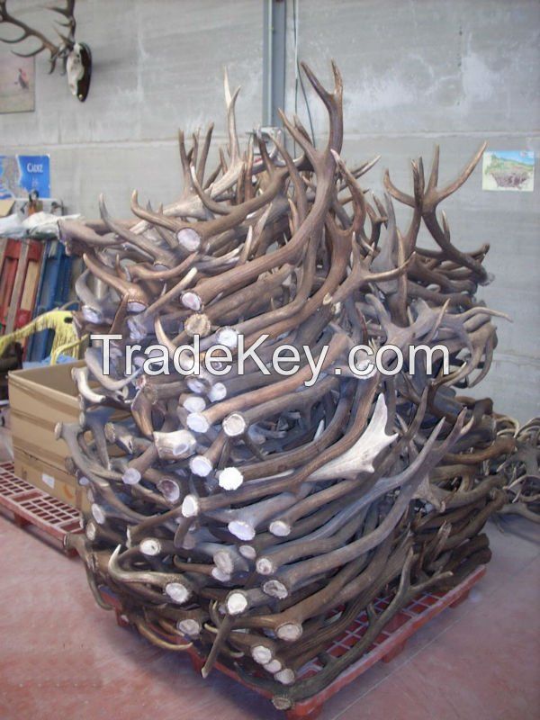 Naturally shed Whole Red Deer Antlers