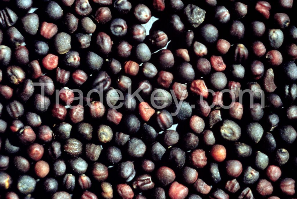 CANOLA SEED