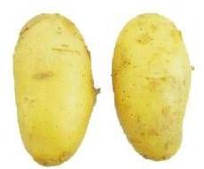 high quality and fresh potato from Bangladesh