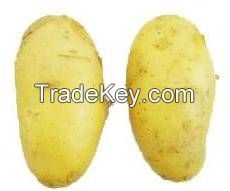 SELL FRESH AND QUALITY VEGETABLE FROM BANGLADESH