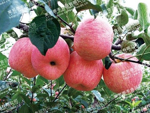 red, sweet, Fuji Apple