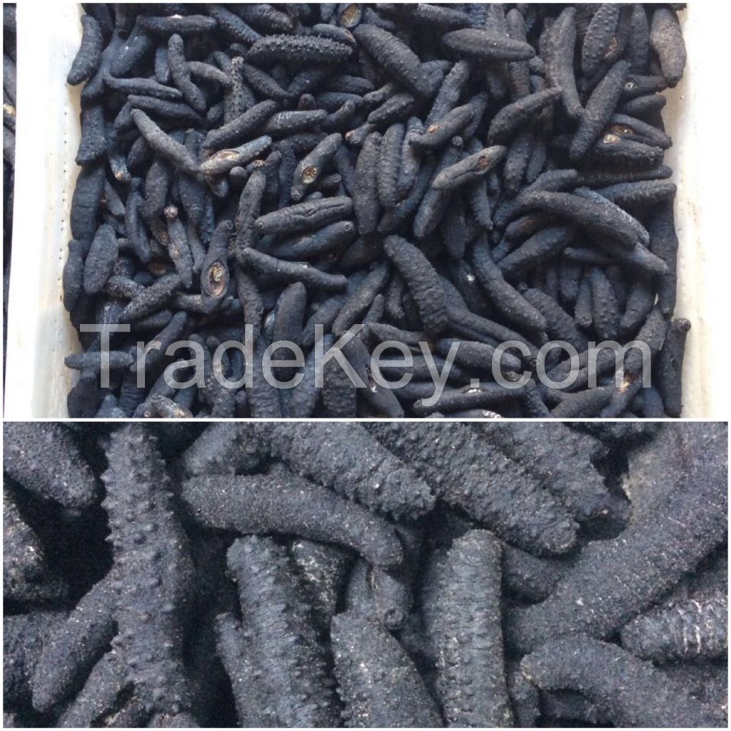 Dried Sea Cucumber (Holothuria Tubulosa)