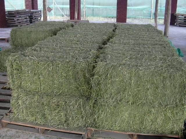 High Quality Alfafa Hay Sales / Grade A