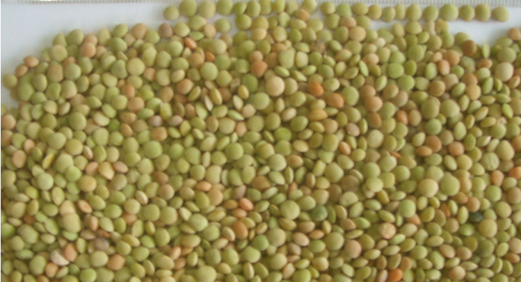 Green Lentils