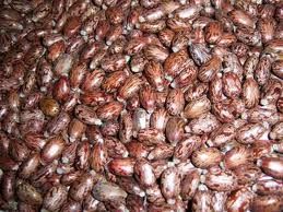 Best Quality castor seeds for sale