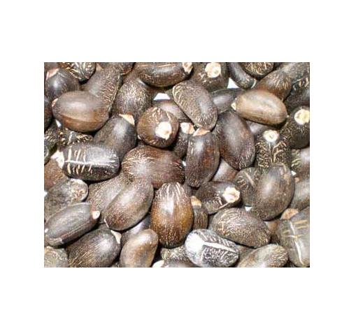 Best Quality Jatropha seed for sale