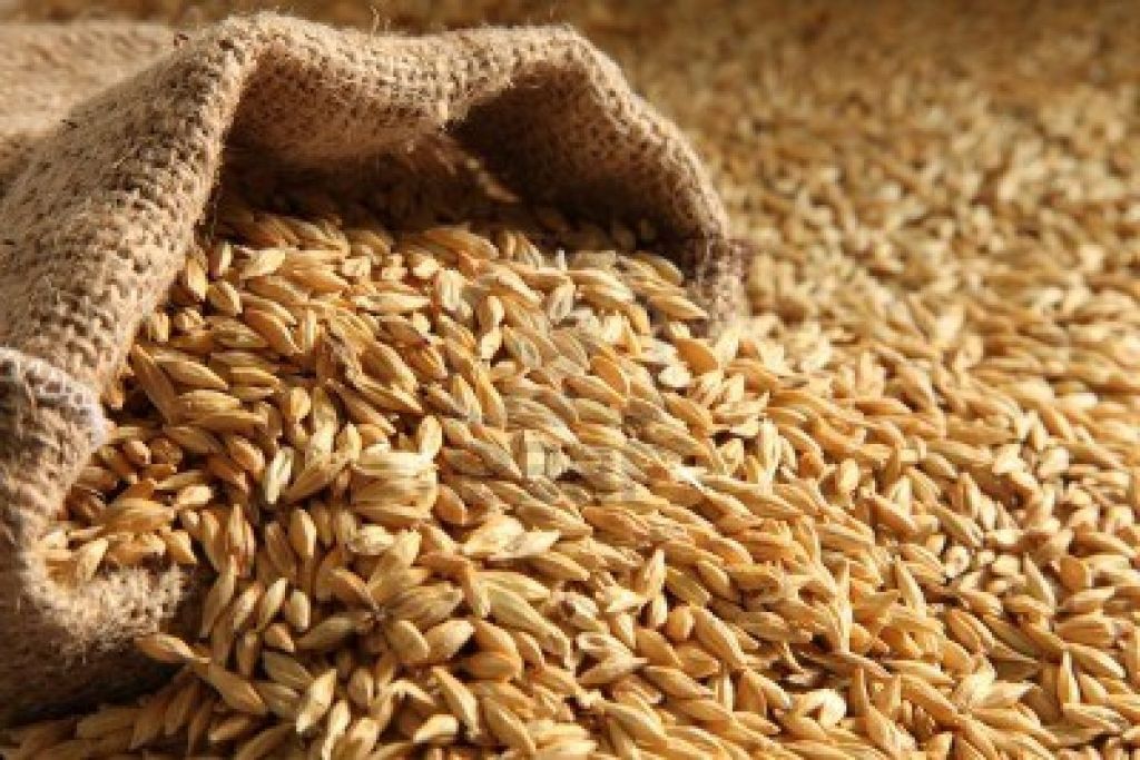 Best quality Barley for sale with lowest price