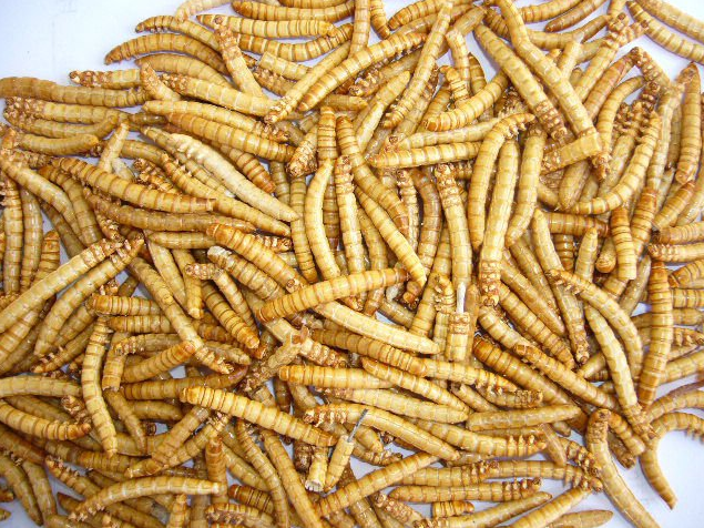High protein dried mealworms