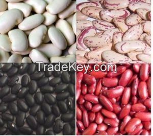Best price quality white kidney beans and many others kidney beans for sale