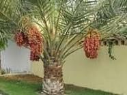 Date palms for sale with home delivery and planting