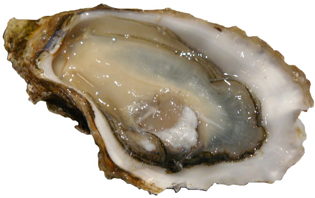 Oyster for sale at competitive prices