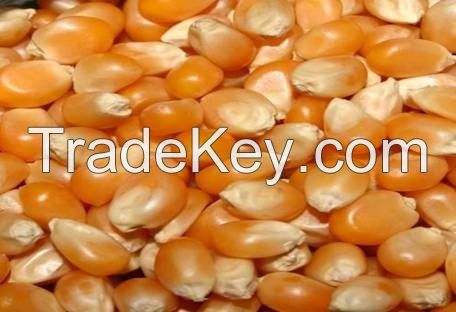 Yellow corn for export