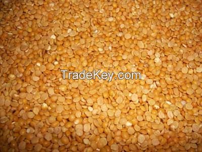 Green and yellow lentils for immediate export