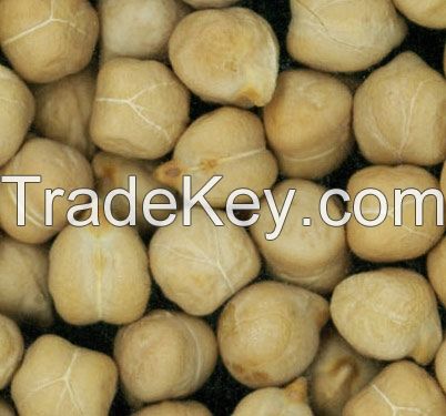 Rounded kabuli chickpeas for export.