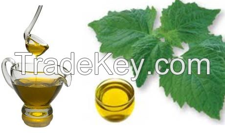 Patchouli Oil