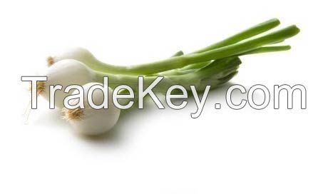 Spring Onion